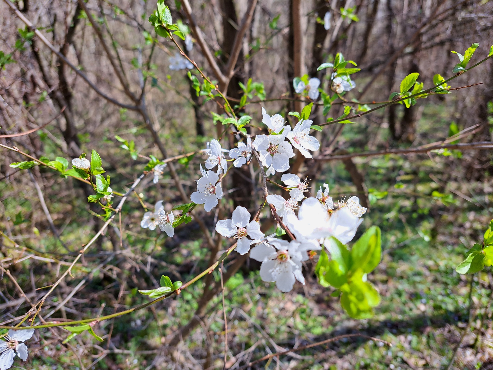 Samsung Galaxy A53 5G