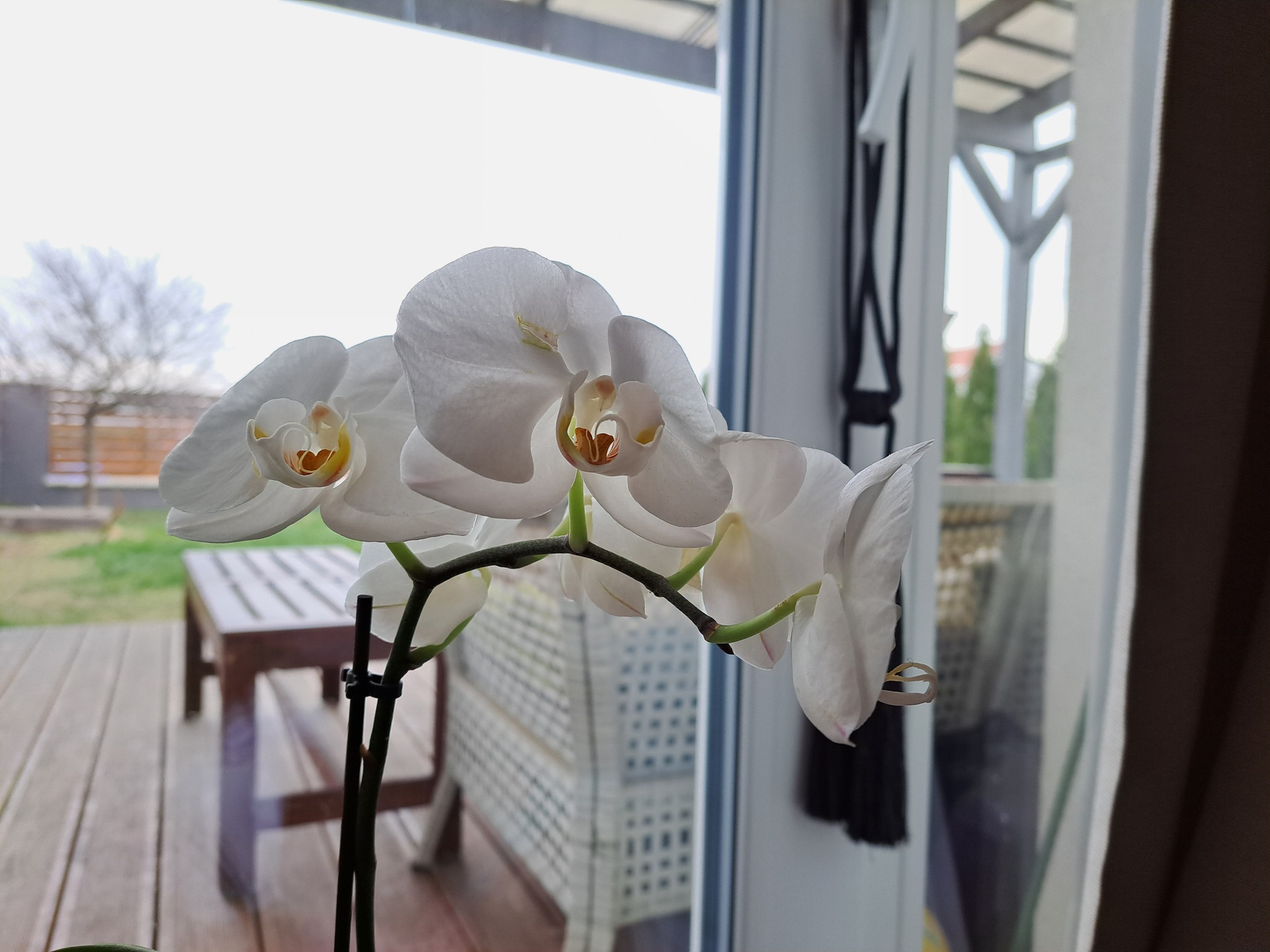 Samsung Galaxy A53 5G