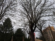 Samsung Galaxy A53 5G