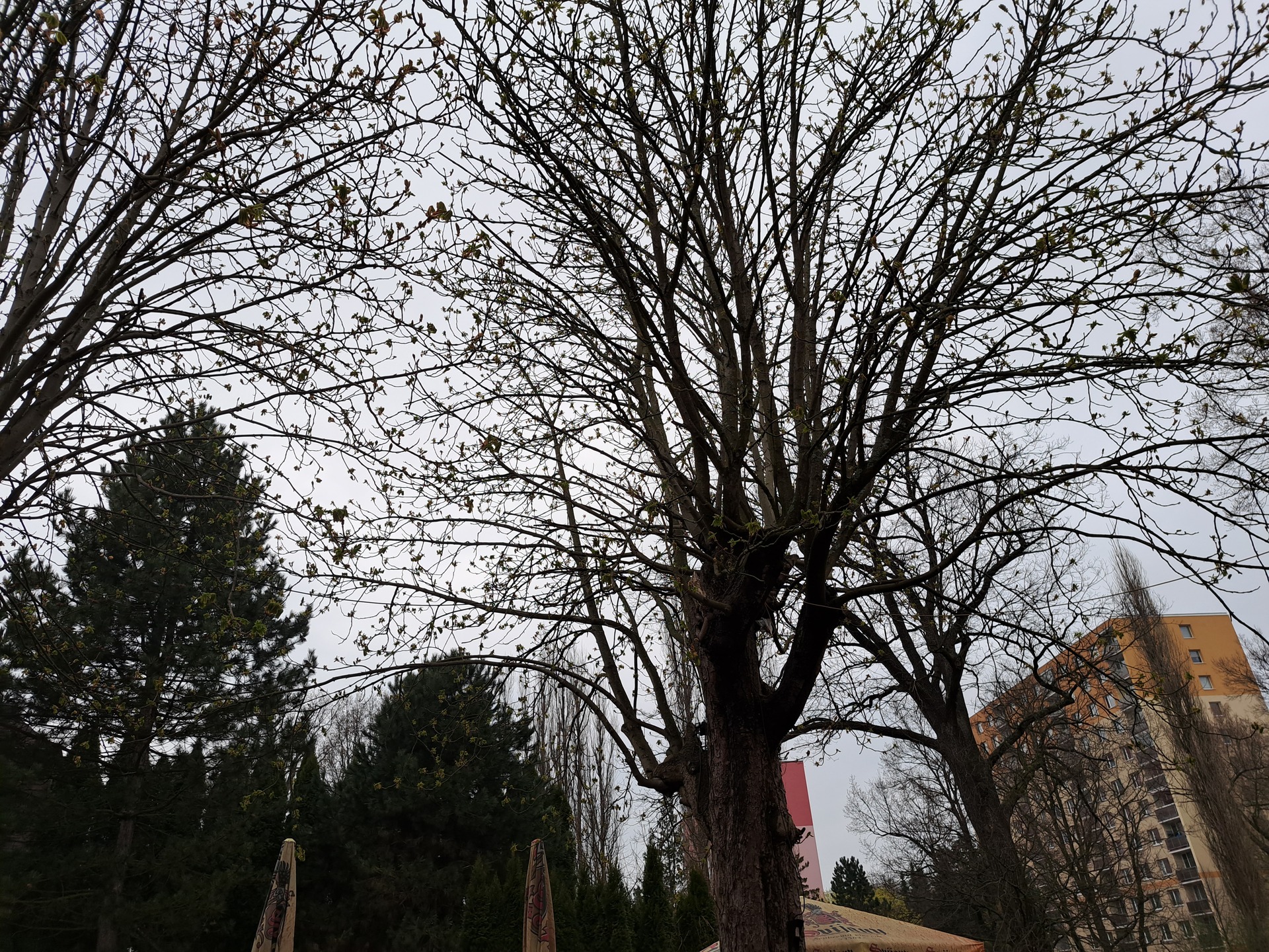 Samsung Galaxy A53 5G