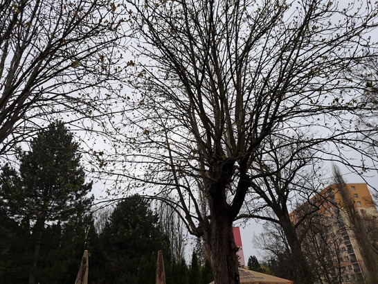 Samsung Galaxy A53 5G