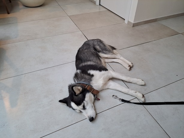 Samsung Galaxy A53 5G