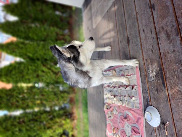 Samsung Galaxy A53 5G