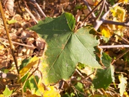 Samsung Galaxy A7 (2018)