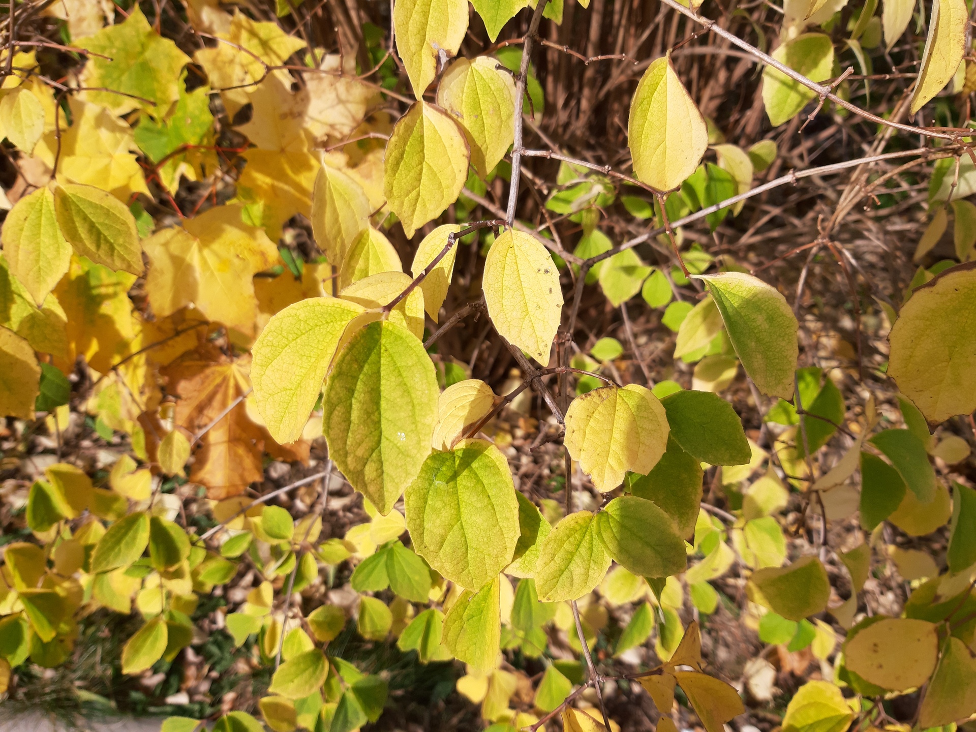 Samsung Galaxy A7 (2018)