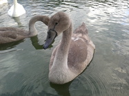 Samsung Galaxy Ace 2