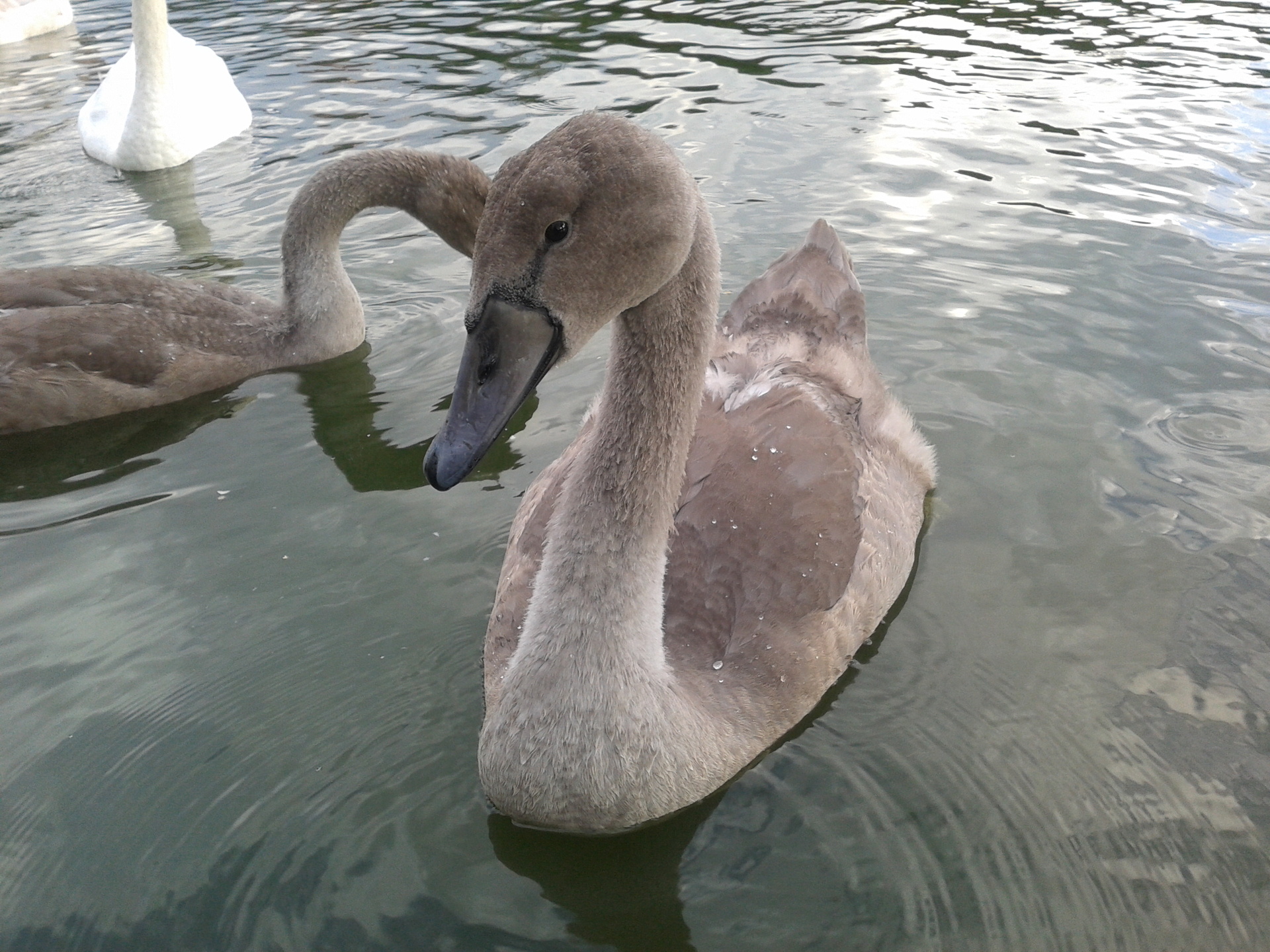 Samsung Galaxy Ace 2