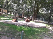 Samsung Galaxy Ace 2