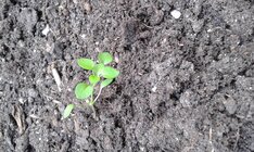 Samsung Galaxy Ace 4