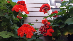 Samsung Galaxy Alpha