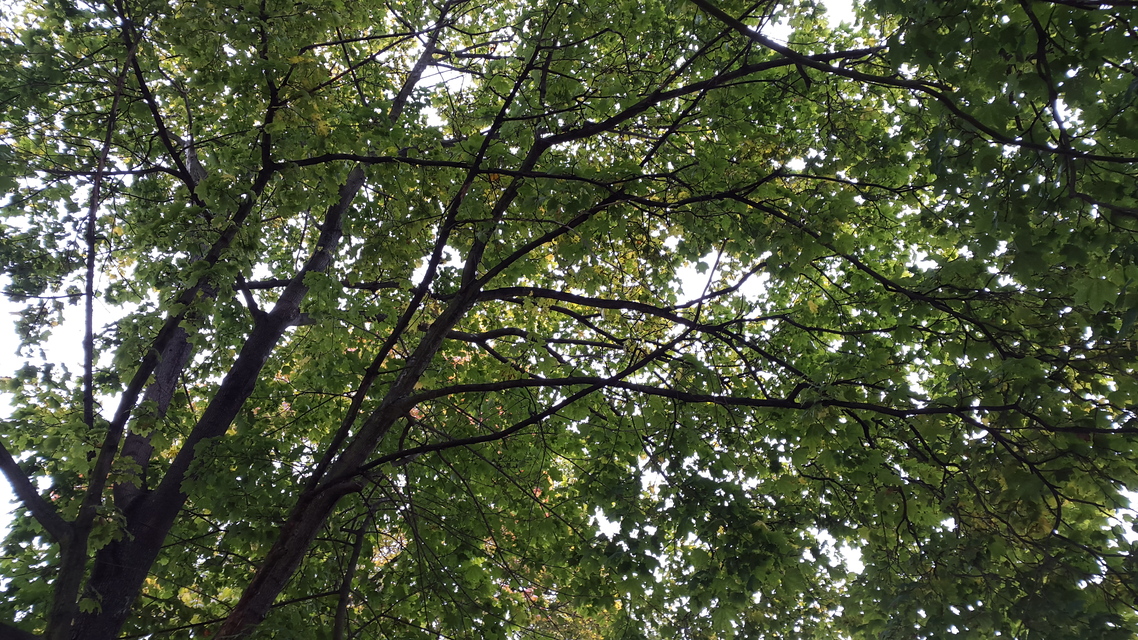 Samsung Galaxy Alpha