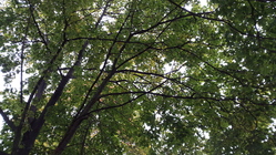 Samsung Galaxy Alpha