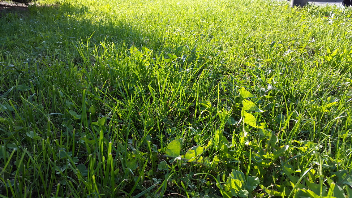 Samsung Galaxy Alpha