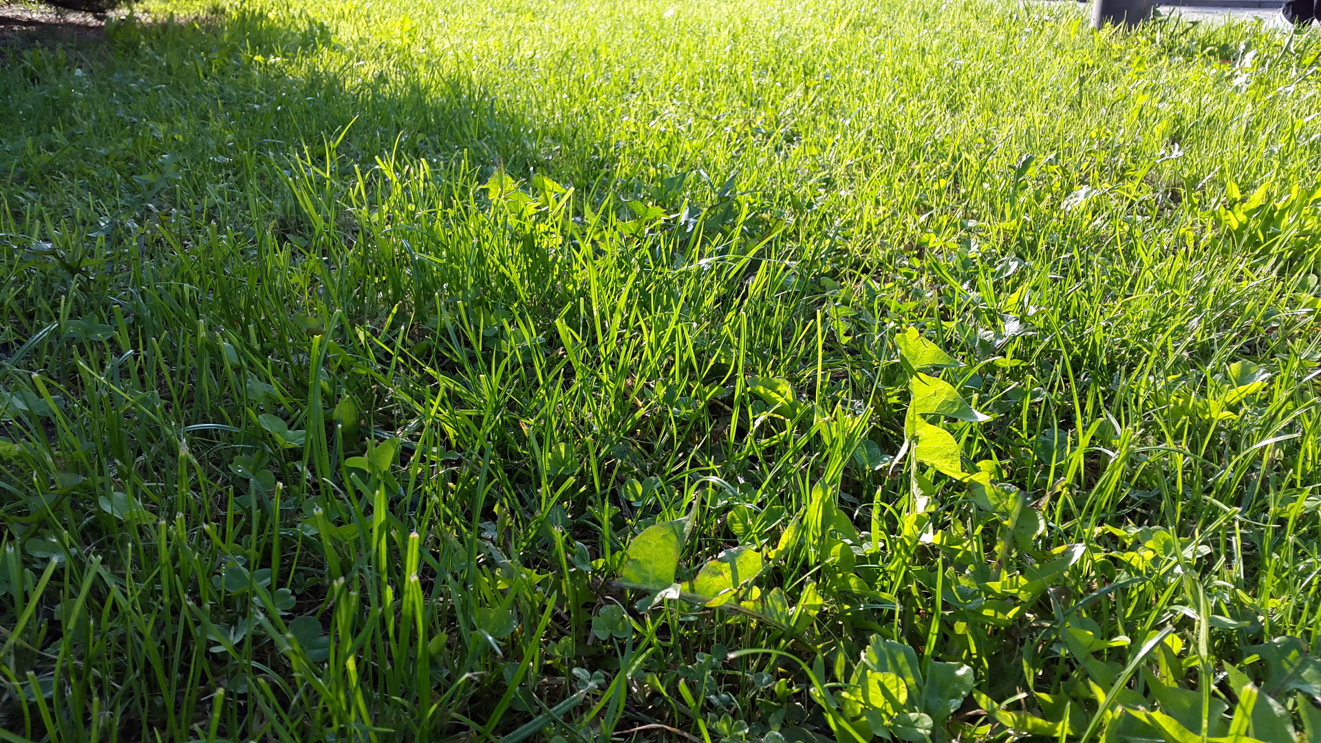 Samsung Galaxy Alpha