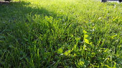 Samsung Galaxy Alpha