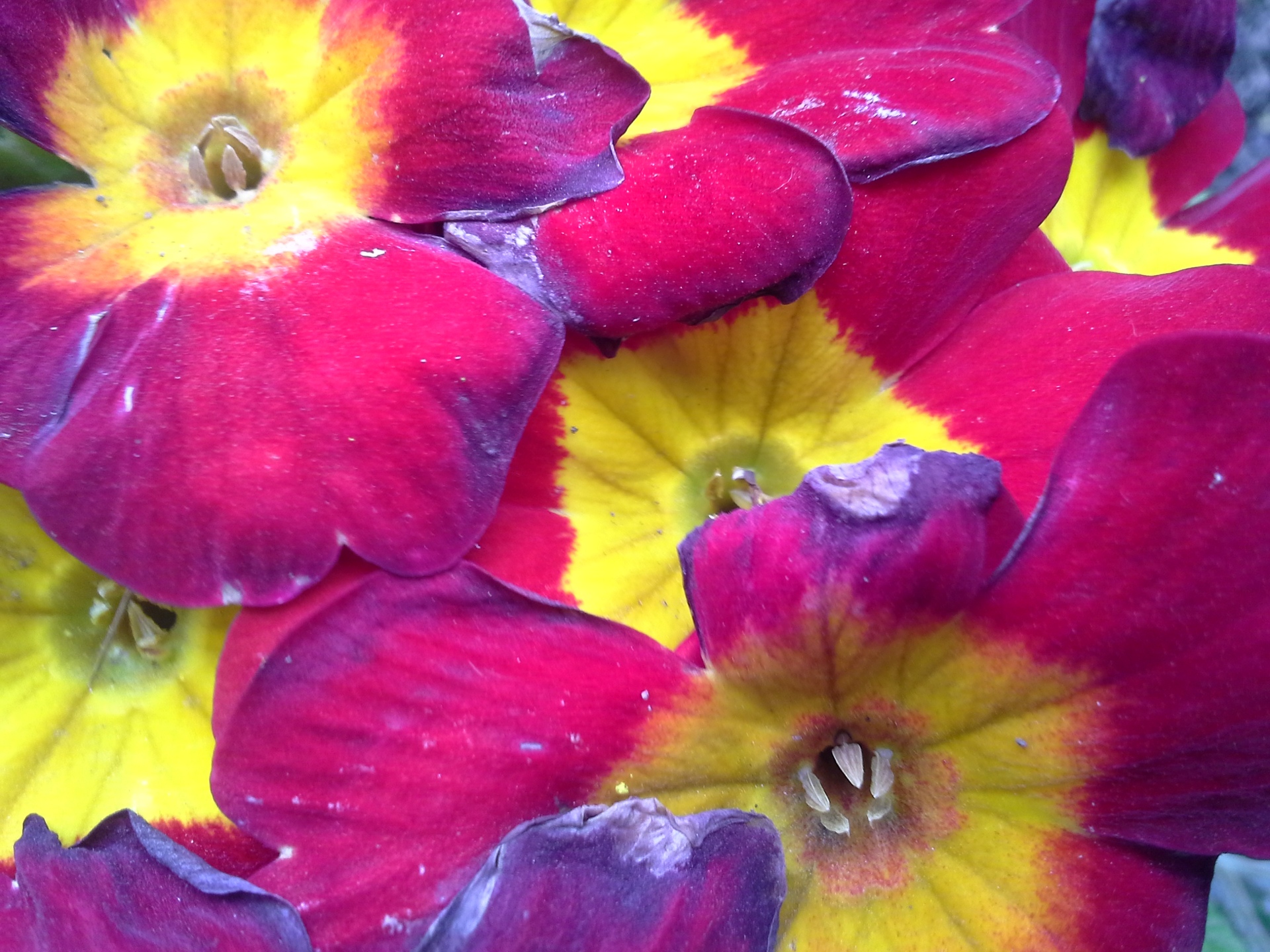 Samsung Galaxy Express