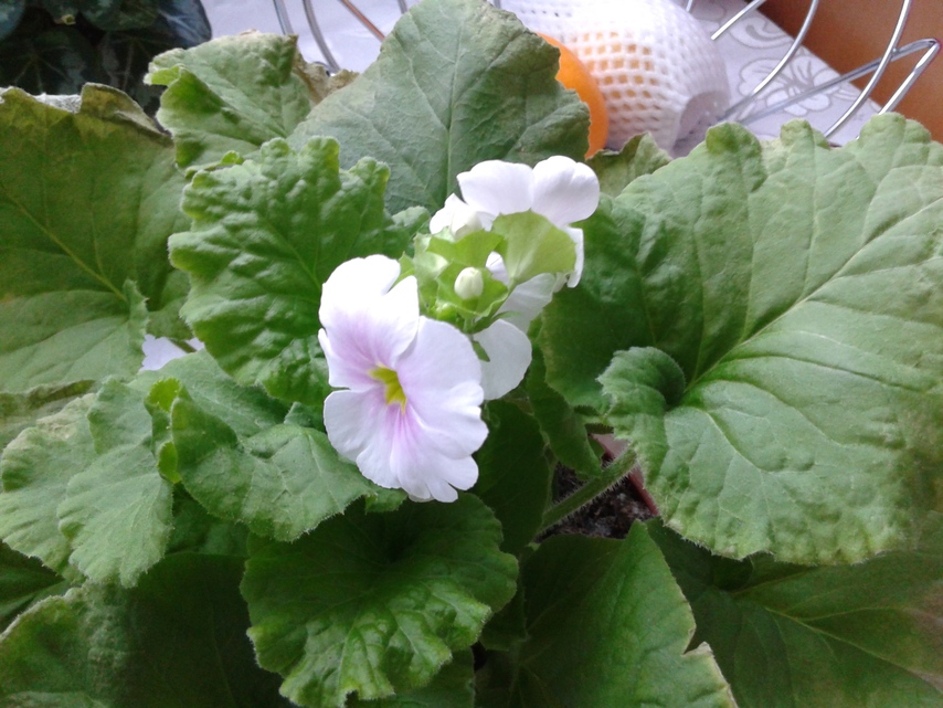 Samsung Galaxy Express 2