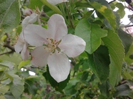 Samsung Galaxy Gio S5660