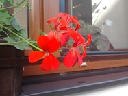 Samsung Galaxy Gio S5660