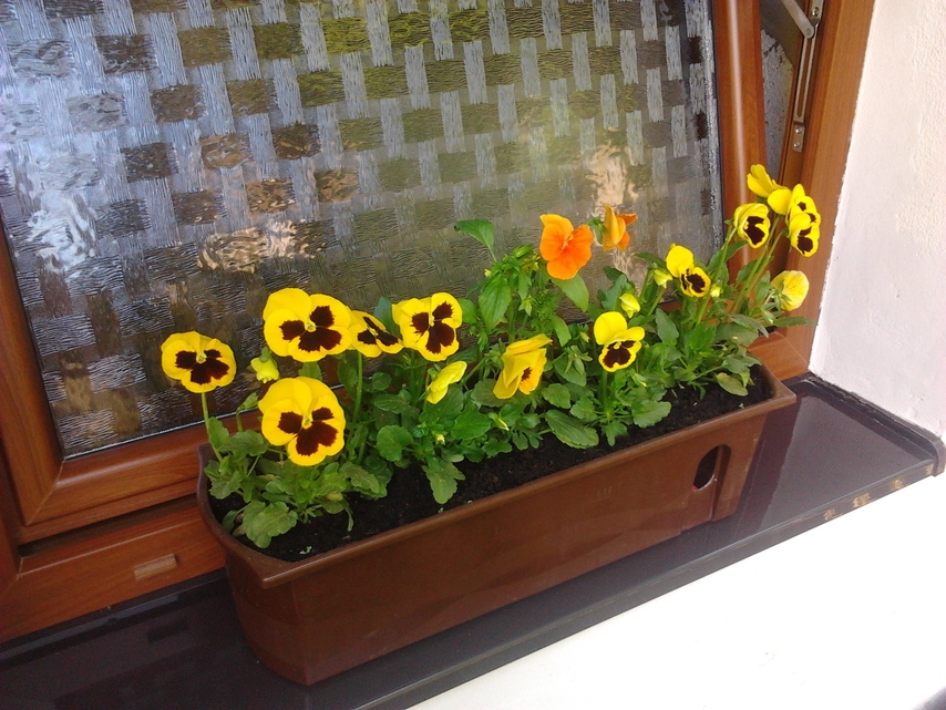 Samsung Galaxy Gio S5660