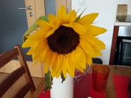 Samsung Galaxy Grand 2