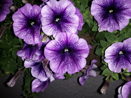 Samsung Galaxy J5 (2017)