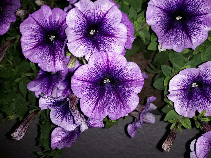 Samsung Galaxy J5 (2017)