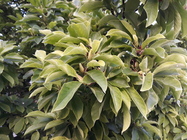 Samsung Galaxy J5 (2017)