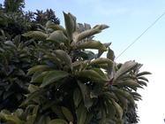 Samsung Galaxy J5 (2017)