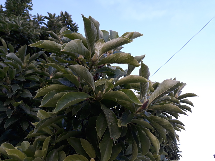 Samsung Galaxy J5 (2017)