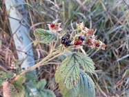 Samsung Galaxy J5 (2017)