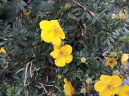 Samsung Galaxy J5 (2017)