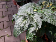 Samsung Galaxy J7 (2016)