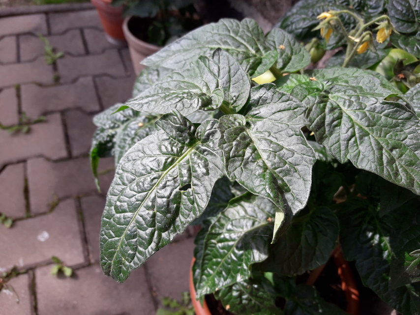 Samsung Galaxy J7 (2016)