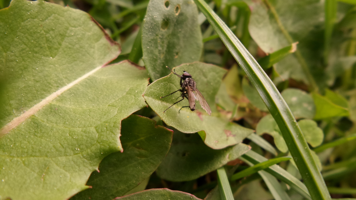 Samsung Galaxy K Zoom