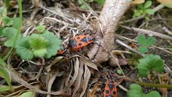 Samsung Galaxy K Zoom