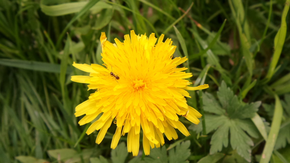 Samsung Galaxy K Zoom