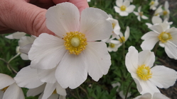 Samsung Galaxy K Zoom