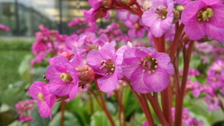 Samsung Galaxy K Zoom