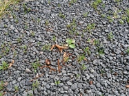 Samsung Galaxy Mega 6.3