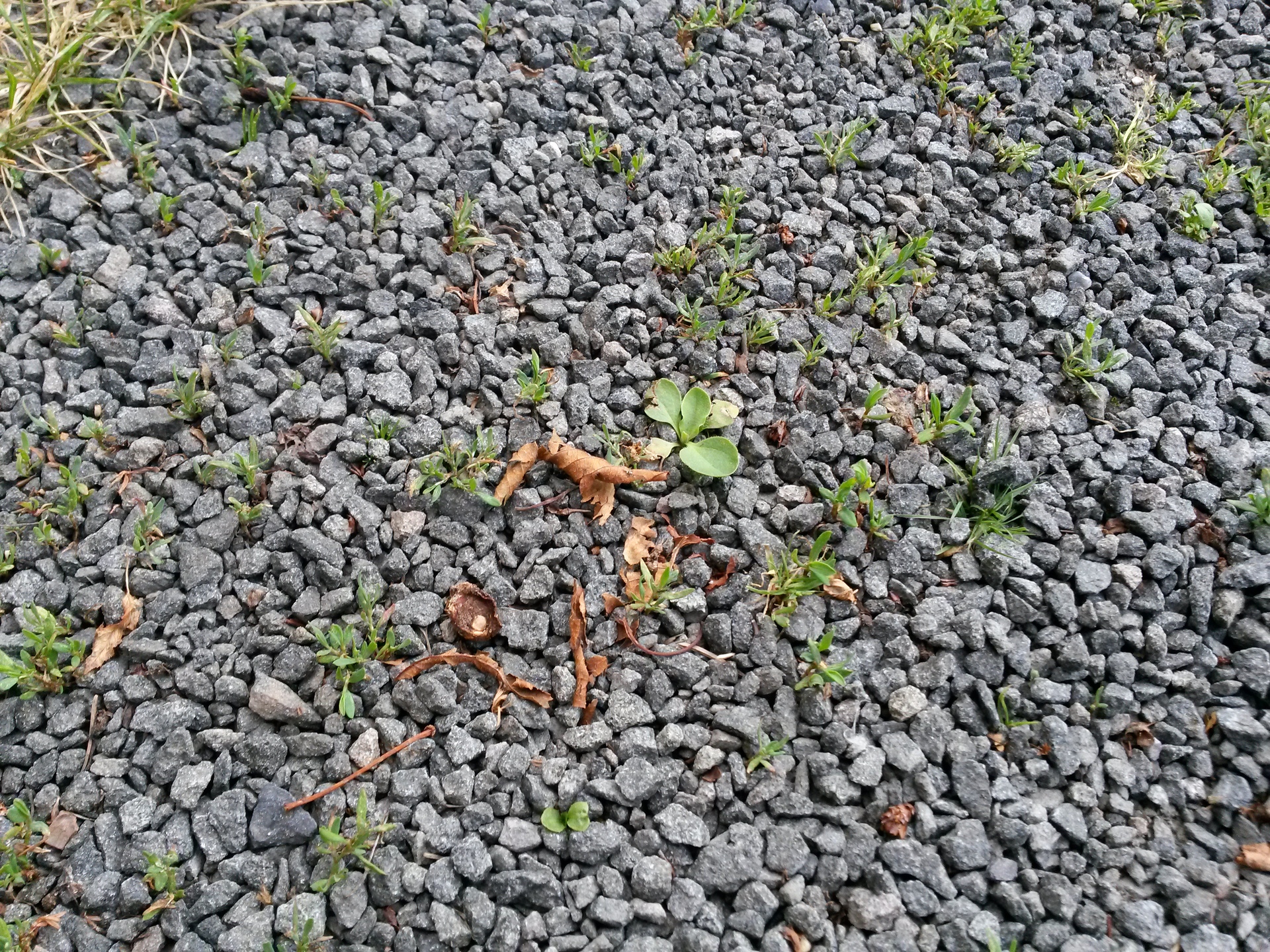 Samsung Galaxy Mega 6.3