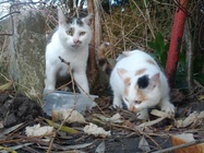 Samsung Galaxy Nexus