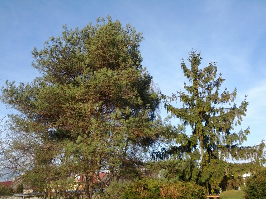 Samsung Galaxy Nexus