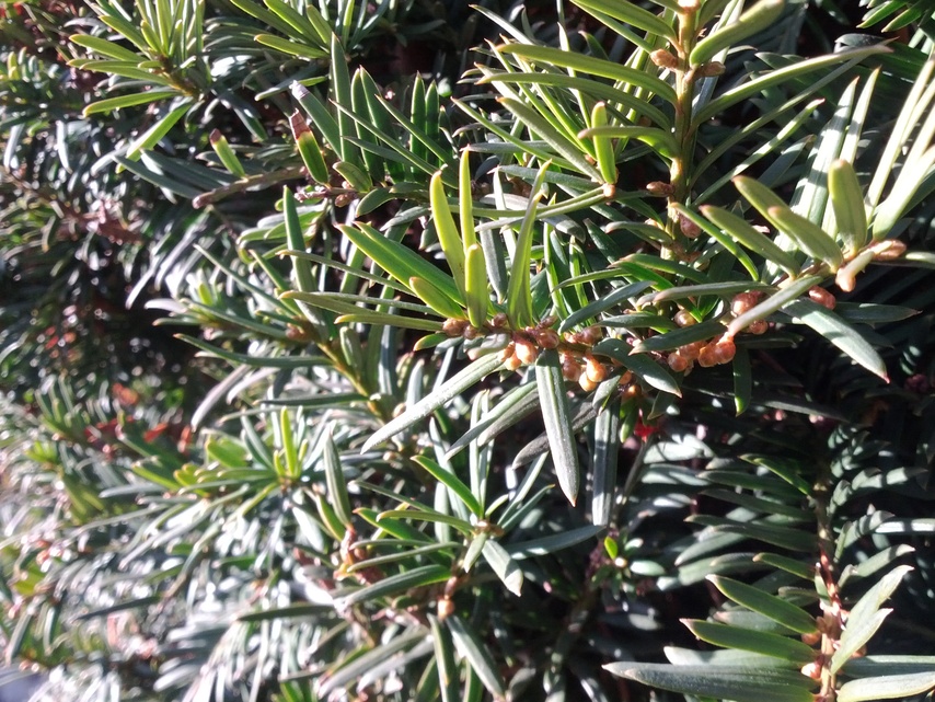 Samsung Galaxy Nexus