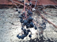 Samsung Galaxy Nexus