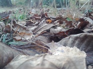 Samsung Galaxy Nexus