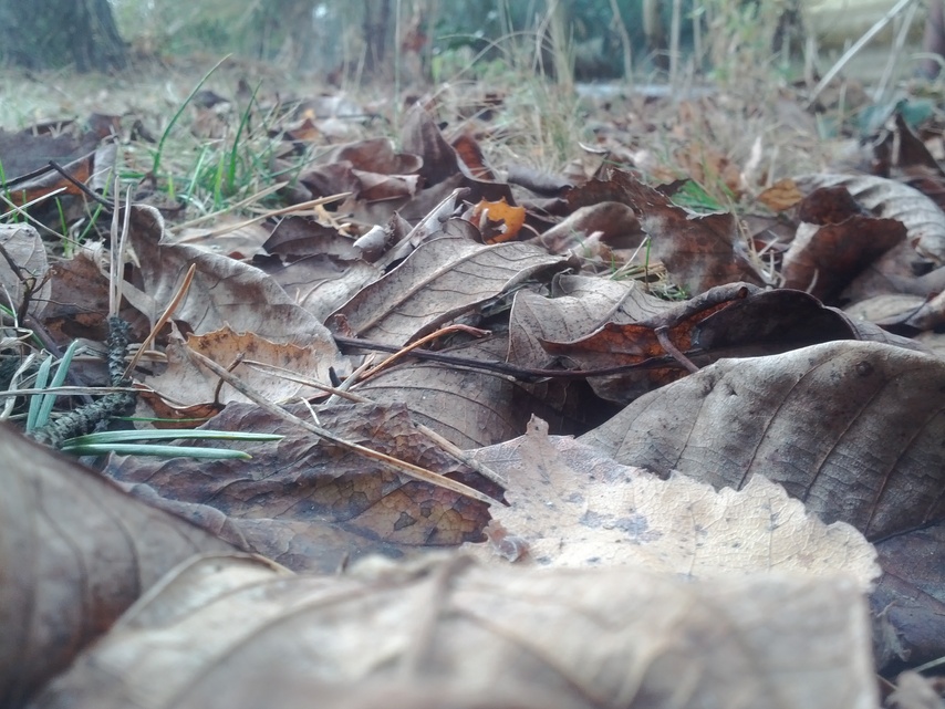 Samsung Galaxy Nexus