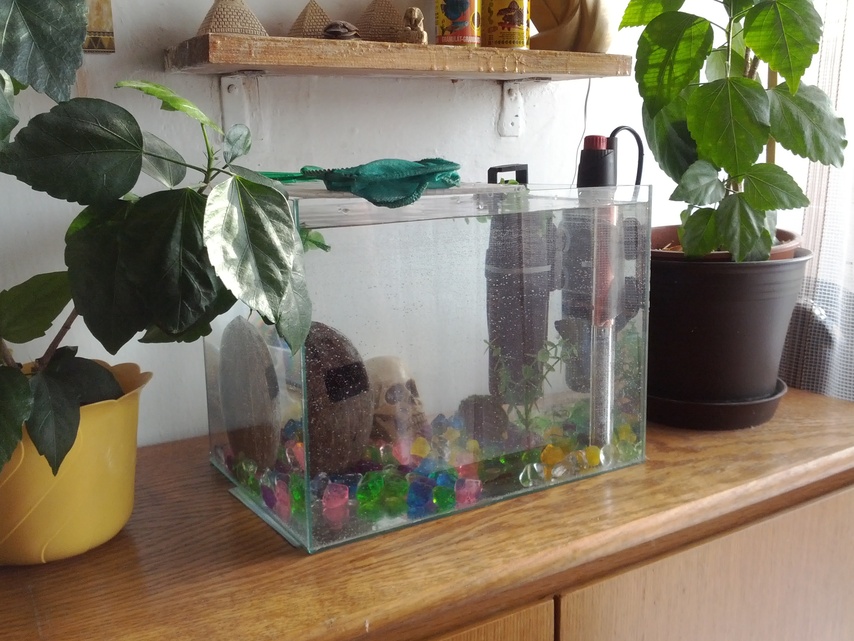 Samsung Galaxy Nexus