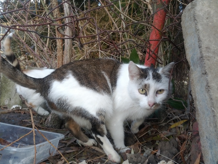 Samsung Galaxy Nexus