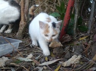 Samsung Galaxy Nexus